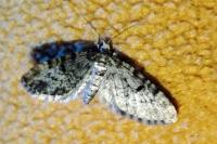 Eupithecia tantillaria