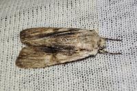 Lithophane socia