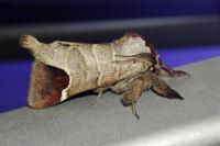 Clostera curtula