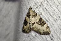 Thera vetustata