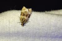 Celypha lacunana