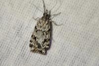 Scoparia ambigualis / Scoparia basistrigalis