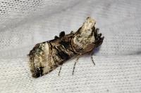 Abrostola tripartita