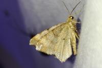 Macaria liturata