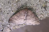 Aleucis distinctata
