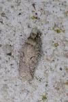 Semioscopis avellanella