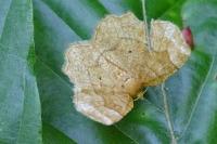 Cepphis advenaria