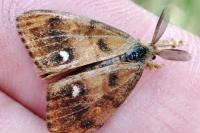 Orgyia antiqua