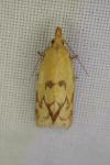 Agapeta hamana