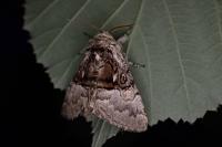 Colocasia coryli