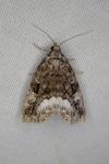 Deltote pygarga