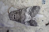 Drymonia querna