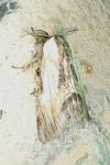 Harpyia milhauseri