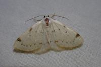 Lomographa bimaculata