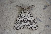 Lymantria monacha