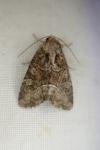 Oligia latruncula / Oligia strigilis / Oligia versicolor