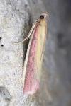 Oncocera semirubella
