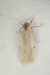 Pelosia muscerda