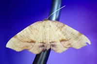 Plagodis dolabraria