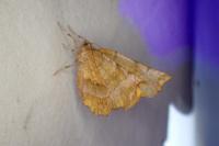 Selenia lunularia