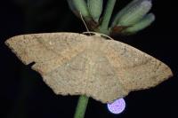 Cyclophora ruficiliaria