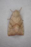 Cosmia trapezina
