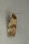Cochylis molliculana