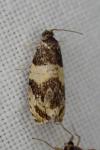 Celypha aurofasciana