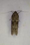 Blastobasis glandulella