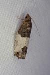 Spilonota ocellana