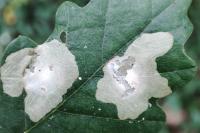 Tischeria ekebladella