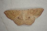 Cyclophora porata