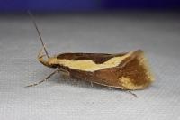 Harpella forficella