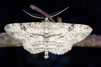 Peribatodes rhomboidaria