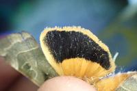 Noctua fimbriata / Noctua tirrenica
