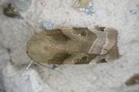 Noctua fimbriata / Noctua tirrenica