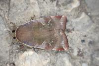 Noctua janthe