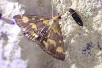 Pyrausta purpuralis
