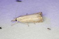 Chrysoteuchia culmella