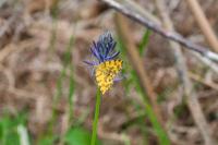 Pseudopanthera macularia
