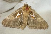 Spatalia argentina