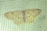 Cyclophora albipunctata