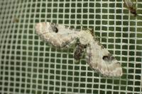 Eupithecia centaureata