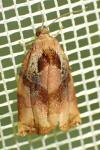 Archips podana