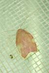 Carcina quercana