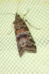 Dioryctria sylvestrella