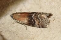 Rhodophaea formosa