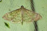 Patania ruralis