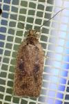 Agonopterix scopariella
