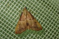 Endotricha flammealis